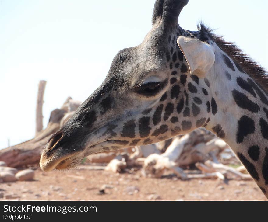 Giraffe, Terrestrial Animal, Wildlife, Fauna