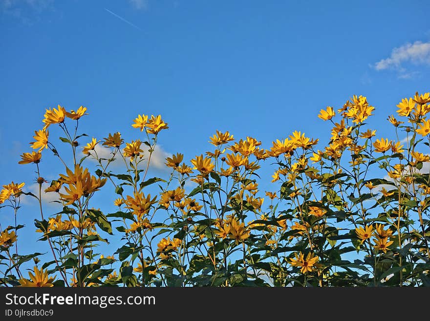 Flower, Sky, Yellow, Plant