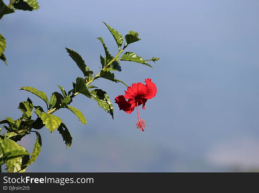 Sky, Plant, Flower, Flora