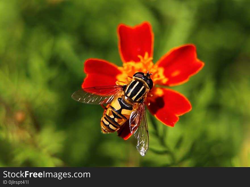 Bee, Insect, Honey Bee, Nectar