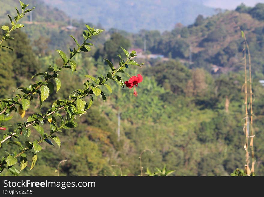 Vegetation, Ecosystem, Plant, Flora