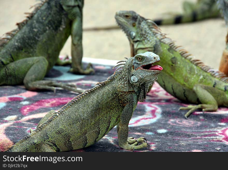 Reptile, Iguana, Iguania, Scaled Reptile