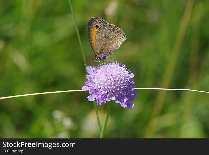 Butterfly, Moths And Butterflies, Insect, Brush Footed Butterfly