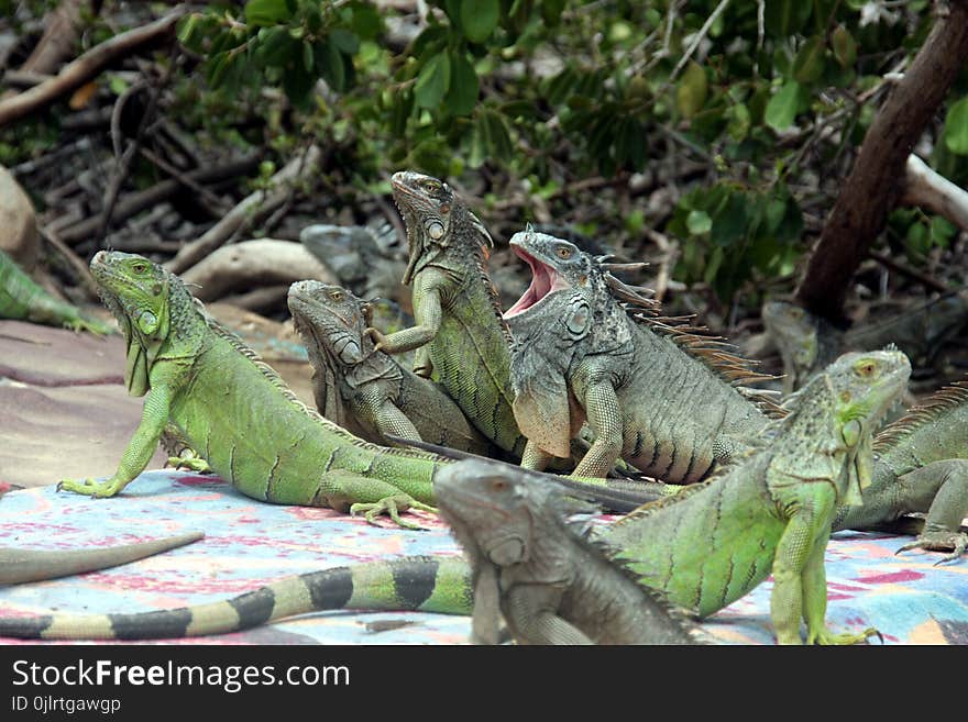 Iguana, Reptile, Iguania, Scaled Reptile