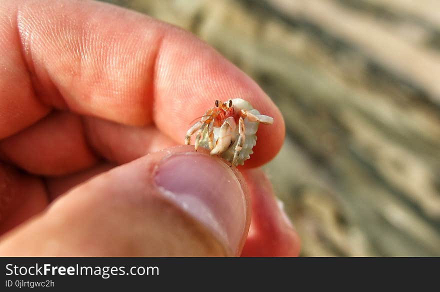 Finger, Close Up, Insect, Nail