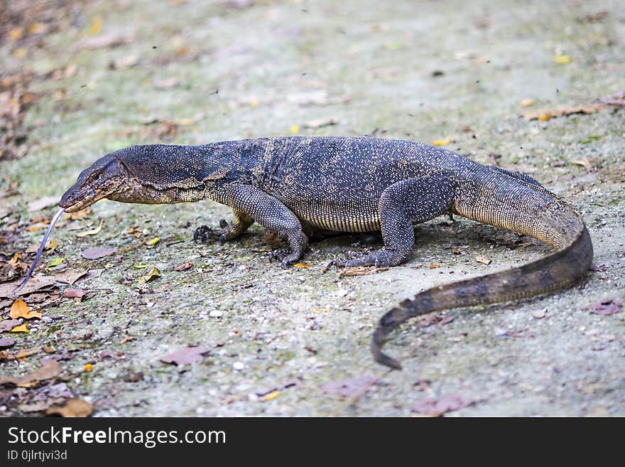 Reptile, Terrestrial Animal, Fauna, Scaled Reptile