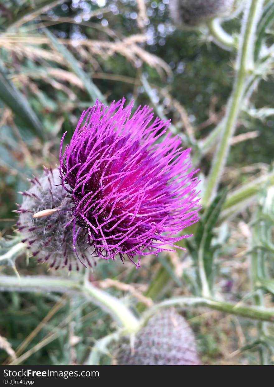 Silybum, Thistle, Plant, Cynara