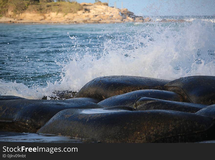 Water, Marine Mammal, Sea, Wave