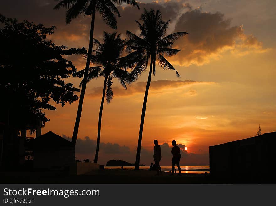 Sky, Sunset, Sunrise, Palm Tree