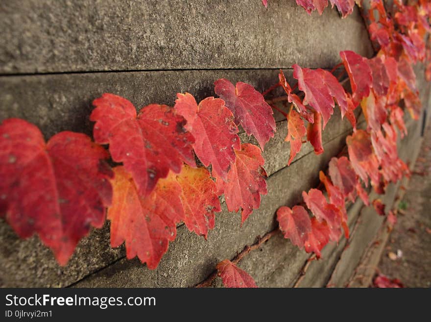 Leaf, Autumn, Maple Leaf, Petal