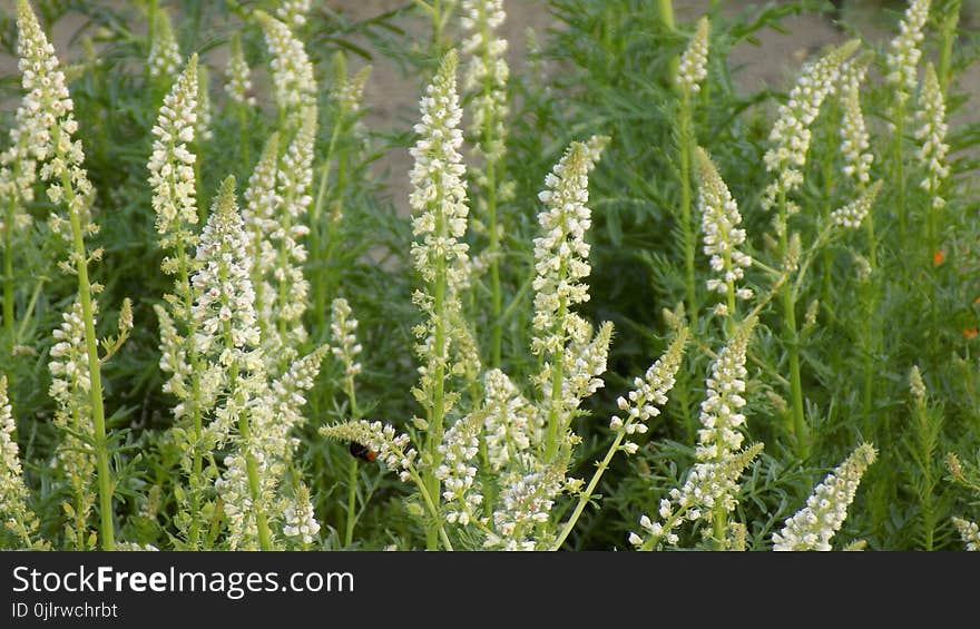 Plant, Grass Family, Grass, Arrowgrass Family