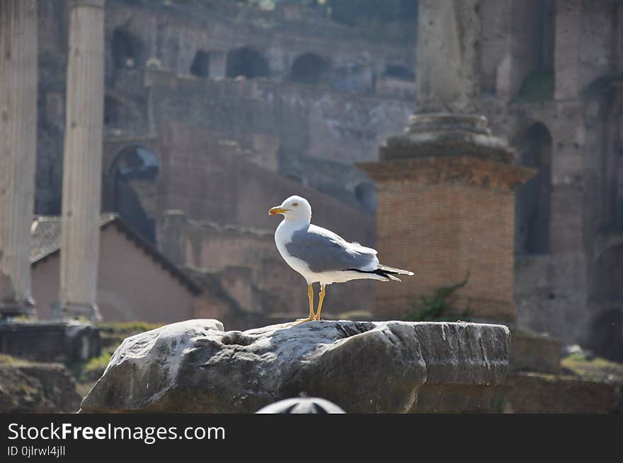 Bird, Seabird, Beak, Gull