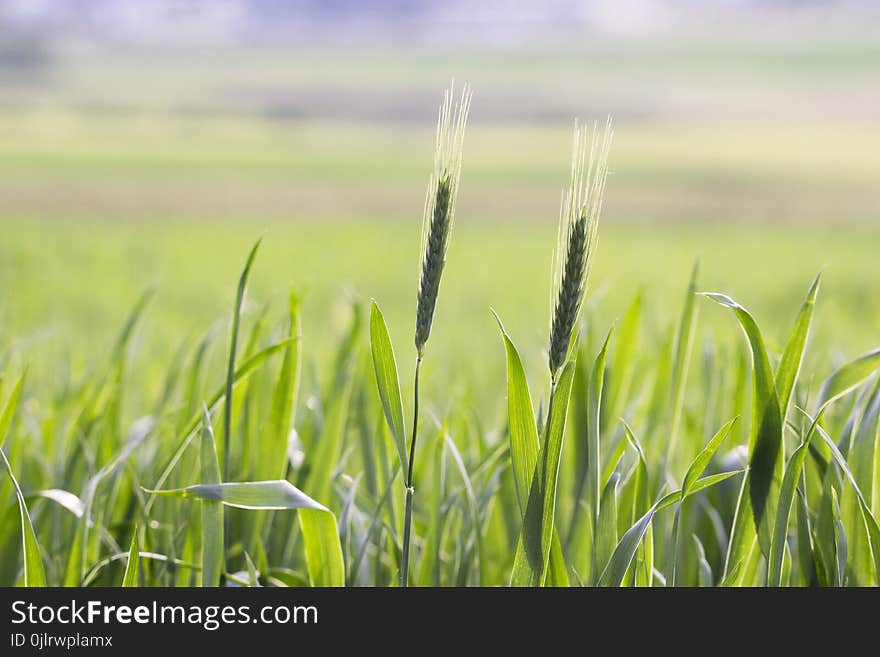 Field, Grass, Grassland, Crop