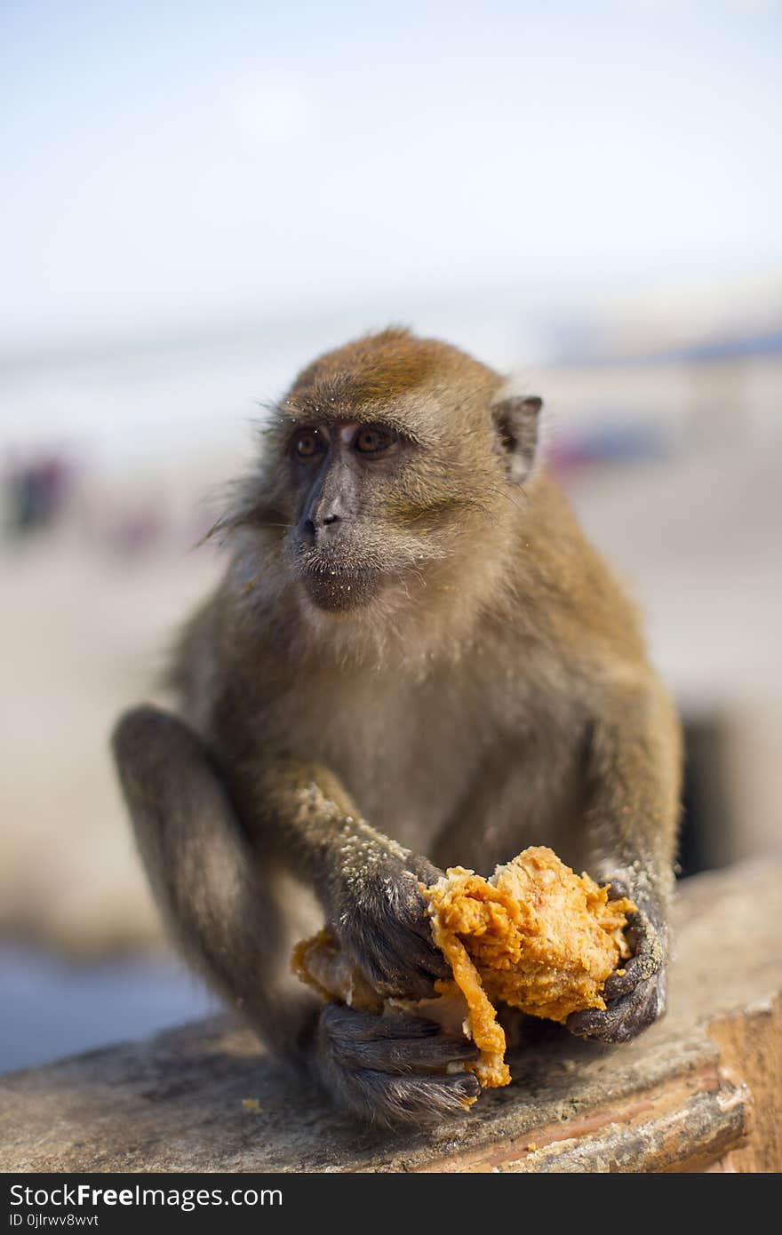 Mammal, Macaque, Fauna, Primate