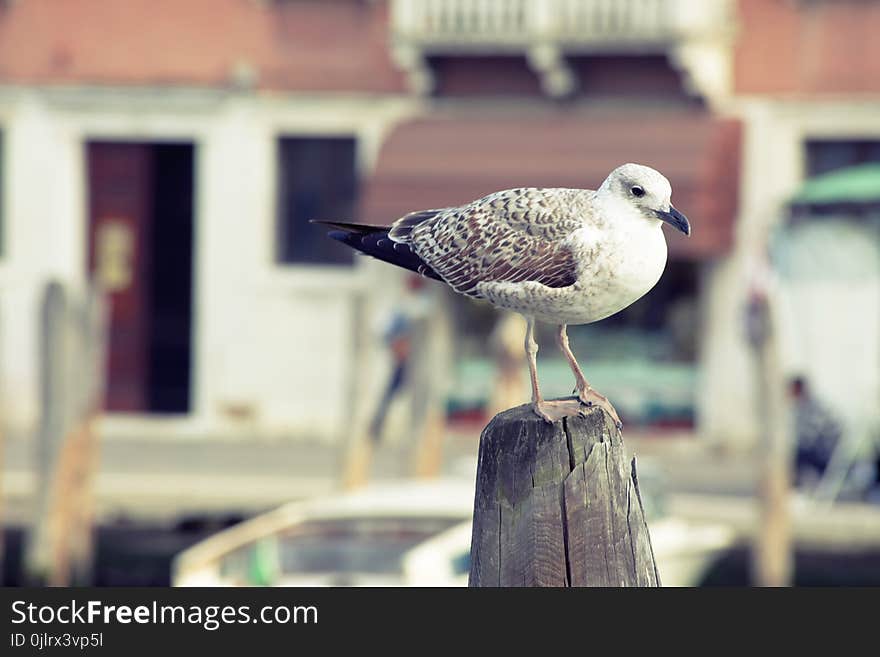 Bird, Fauna, Beak, Seabird