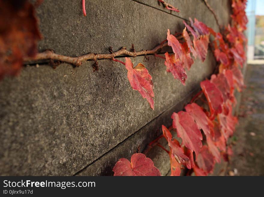 Leaf, Autumn, Soil, Branch