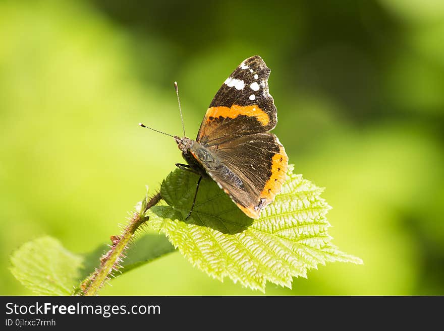 Butterfly, Insect, Moths And Butterflies, Lycaenid