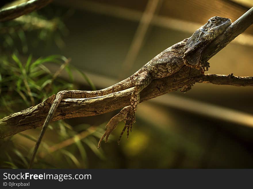 Reptile, Fauna, Lizard, Scaled Reptile