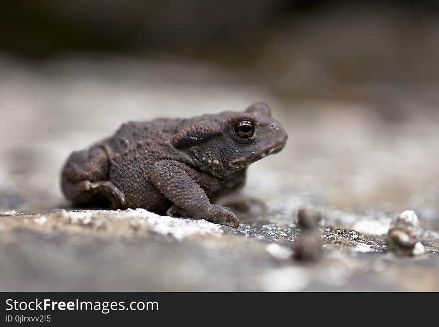 Toad, Amphibian, Terrestrial Animal, Frog