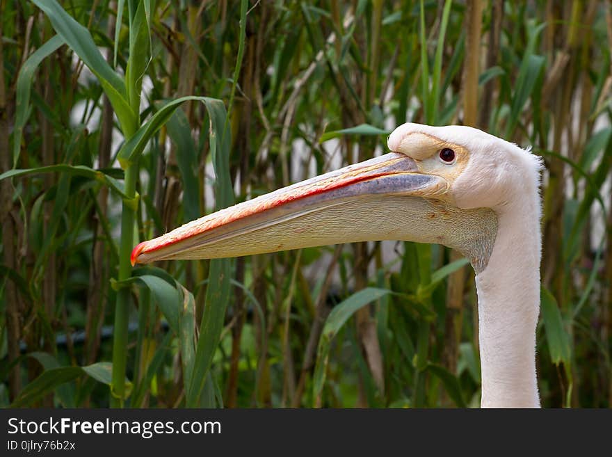 Beak, Bird, Fauna, Pelican