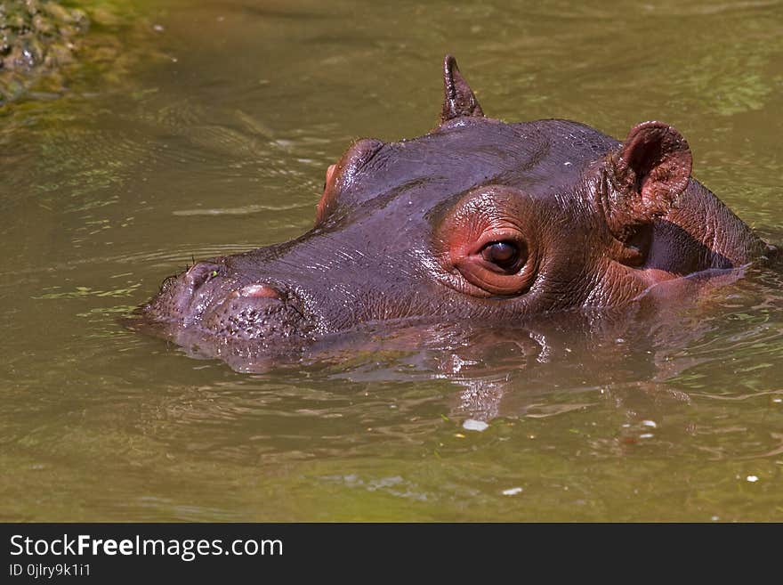 Hippopotamus, Fauna, Wildlife, Mammal