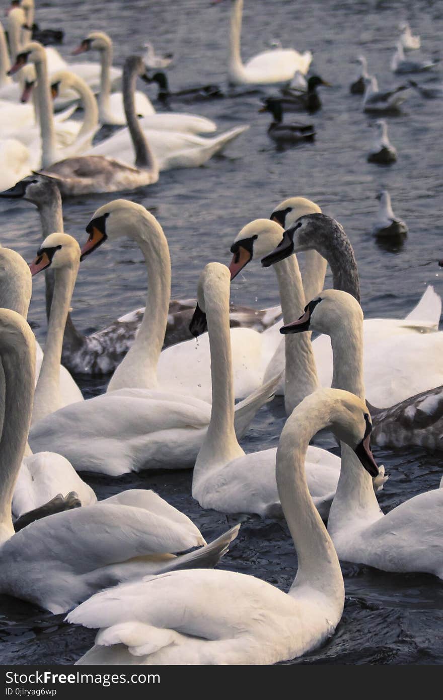 Swan, Water Bird, Water, Ducks Geese And Swans