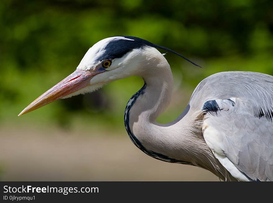 Bird, Beak, Fauna, Close Up