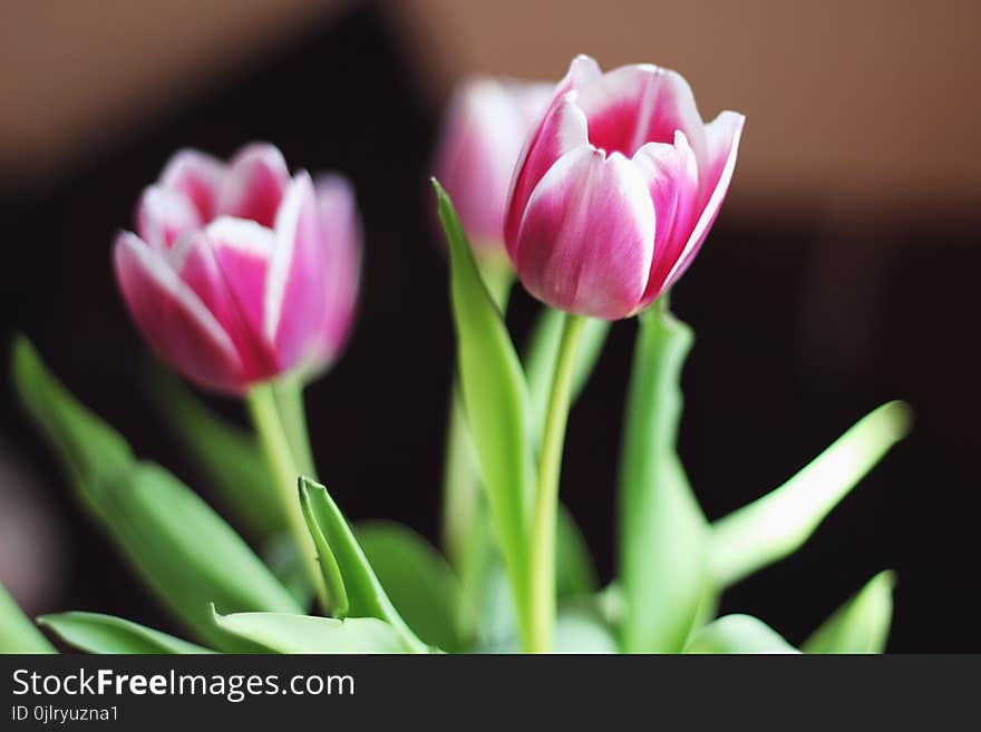 Flower, Flowering Plant, Plant, Tulip