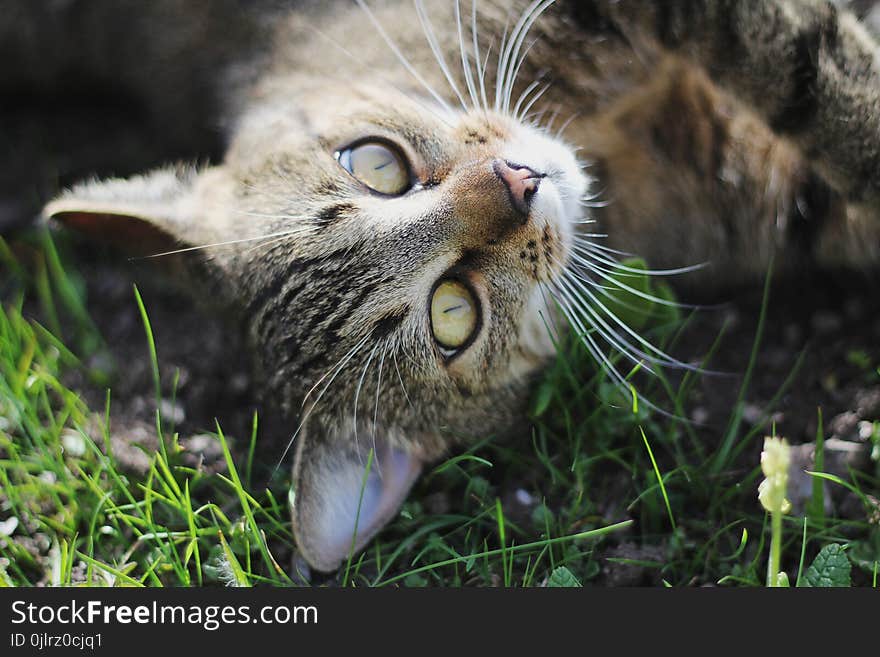 Cat, Whiskers, Fauna, Grass