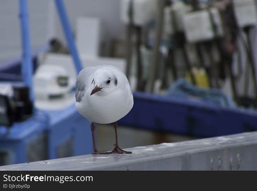 Bird, Beak, Seabird, Charadriiformes