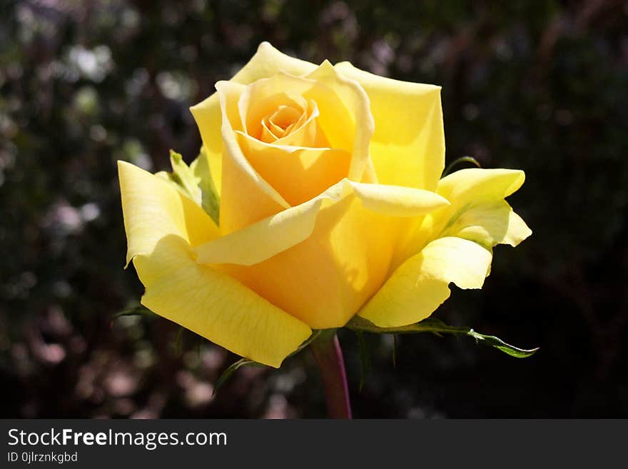 Rose, Flower, Rose Family, Yellow