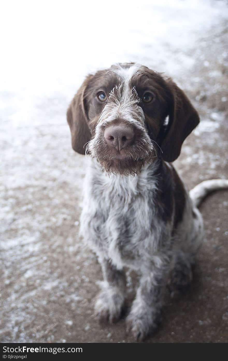 Dog, Dog Breed, Dog Like Mammal, Old Danish Pointer