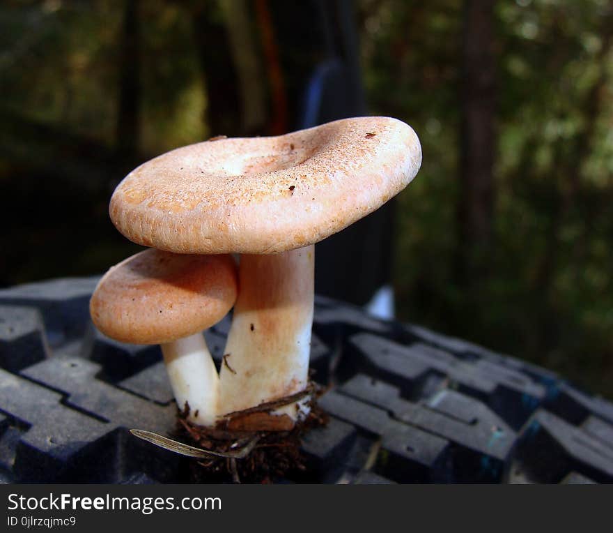 Mushroom, Fungus, Edible Mushroom, Agaricomycetes