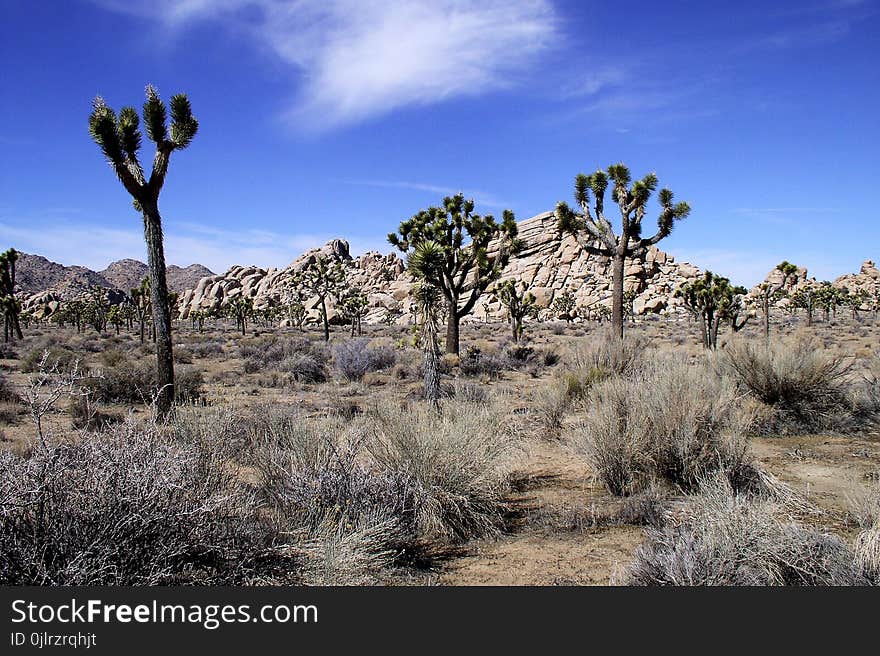 Vegetation, Ecosystem, Shrubland, Sky