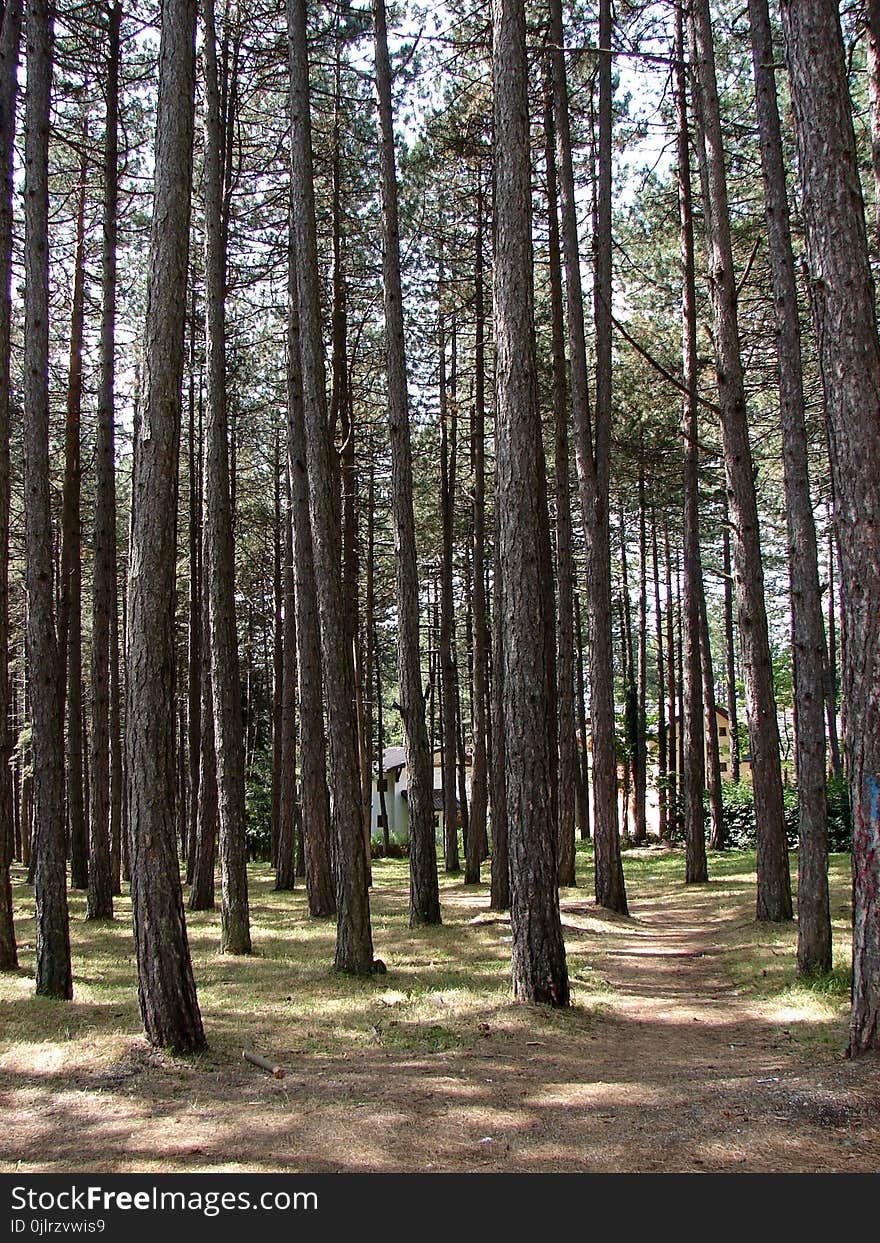 Tree, Ecosystem, Woodland, Grove