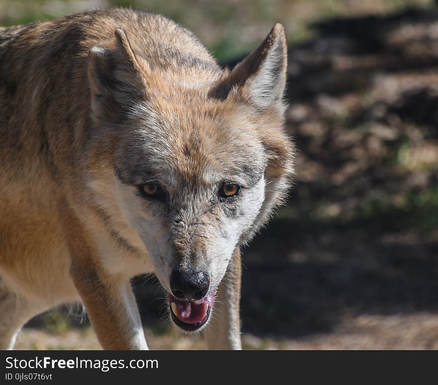 Dog Like Mammal, Mammal, Wildlife, Czechoslovakian Wolfdog