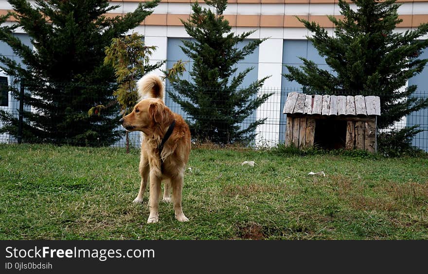 Dog, Dog Like Mammal, Dog Breed Group, Grass