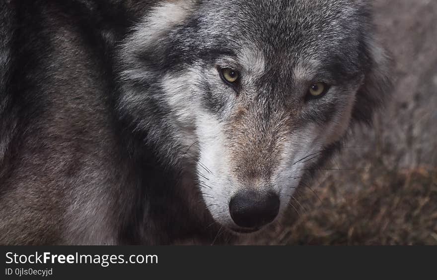 Wildlife, Wolf, Fauna, Dog Like Mammal