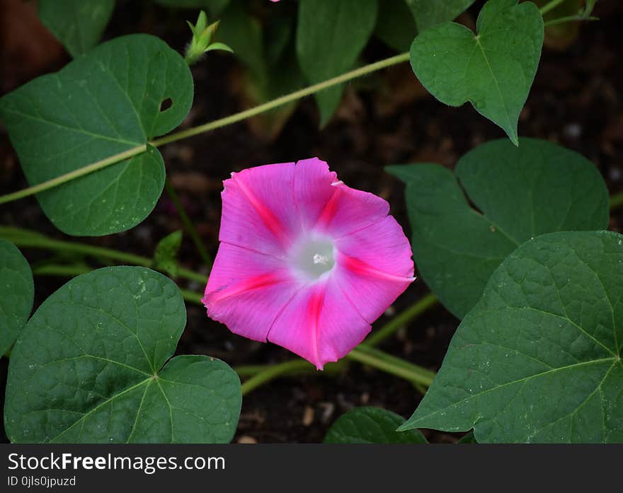 Plant, Flower, Flora, Morning Glory Family