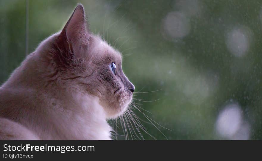 Cat, Whiskers, Mammal, Small To Medium Sized Cats