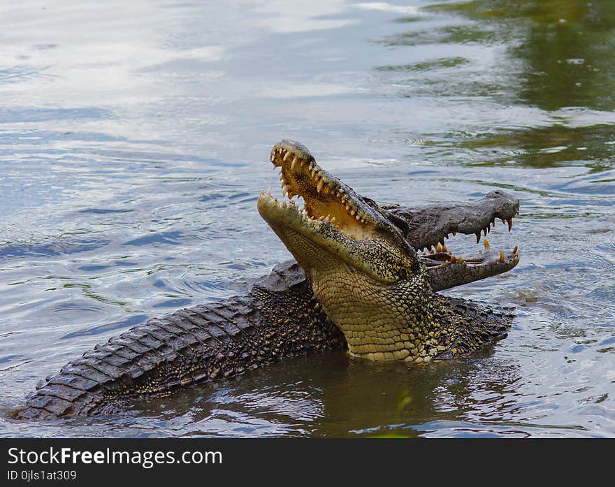 Crocodilia, Crocodile, Nile Crocodile, American Alligator