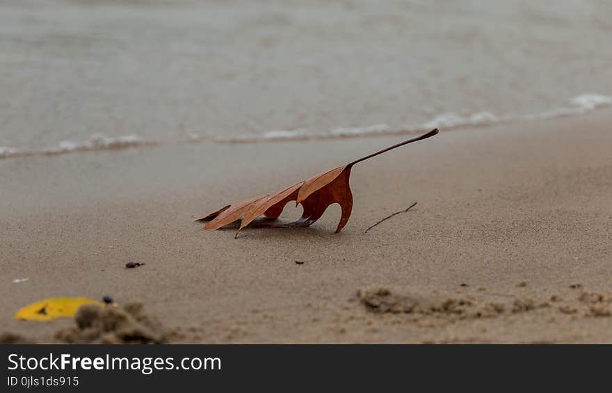 Sand, Beach, Insect