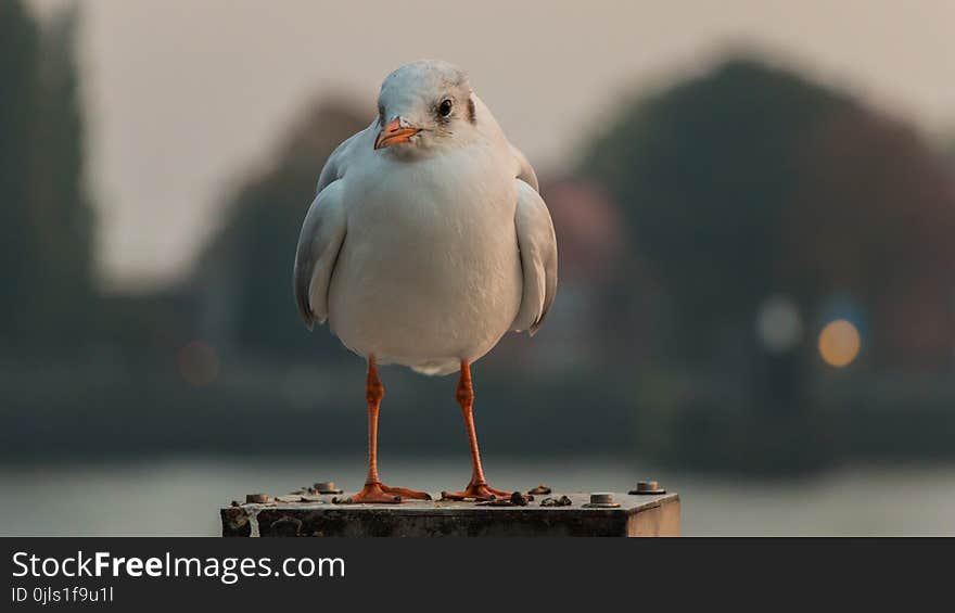 Bird, Beak, Seabird, Fauna