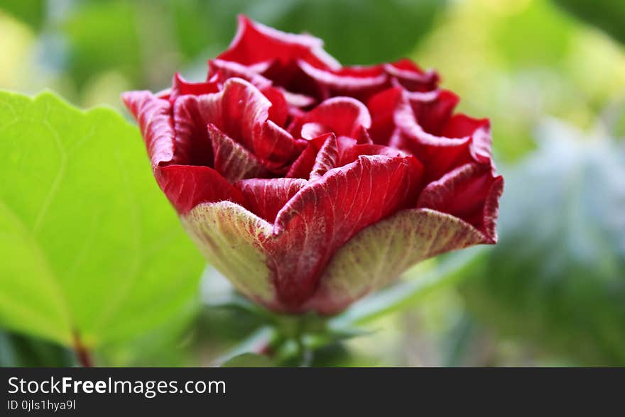 Flower, Plant, Garden Roses, Rose Family