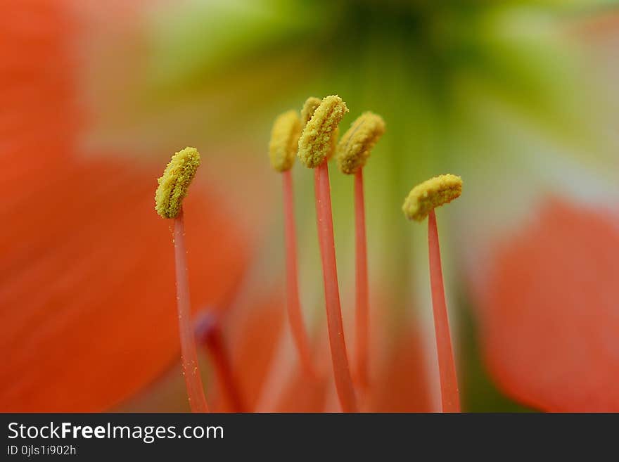 Flower, Macro Photography, Close Up, Flora