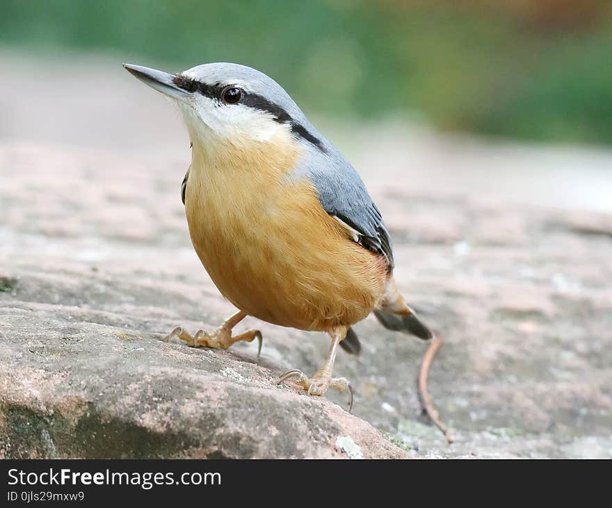 Bird, Fauna, Beak, Wildlife