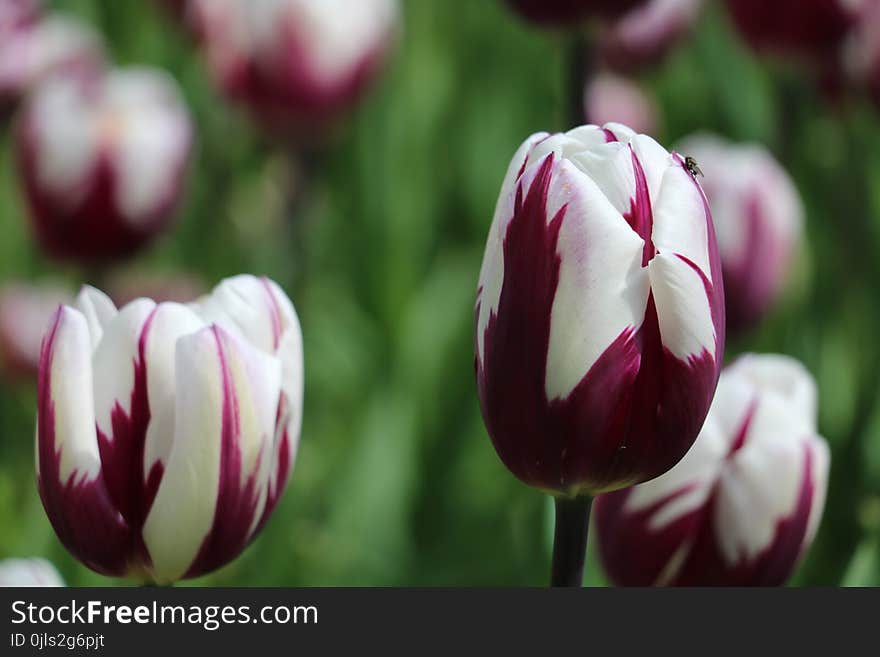 Flower, Plant, Flowering Plant, Tulip