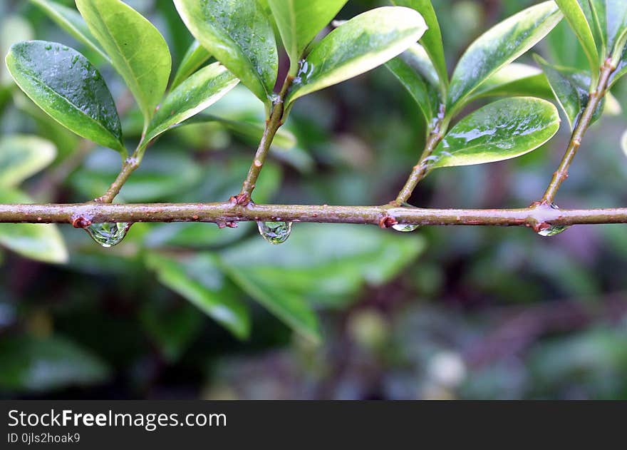 Plant, Leaf, Branch, Plant Stem