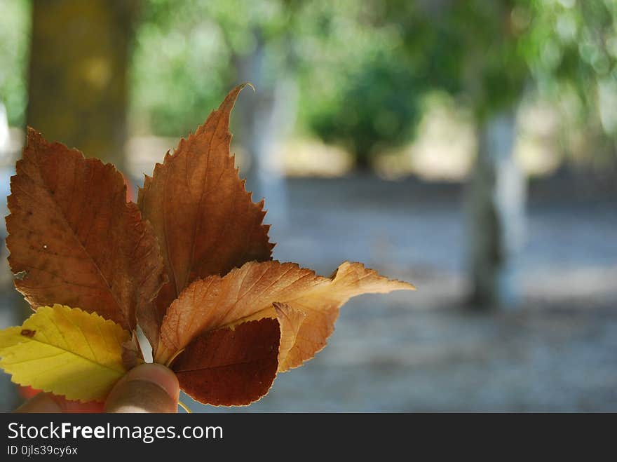 Leaf, Autumn, Deciduous, Close Up