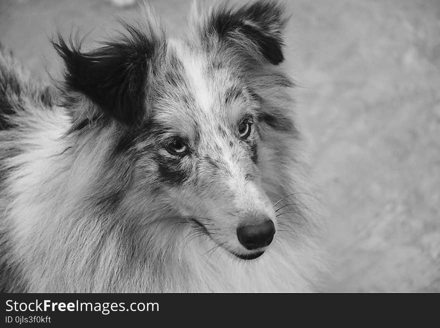 Dog, Black And White, Dog Breed, Dog Like Mammal